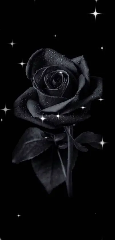 Elegant black rose on dark background.