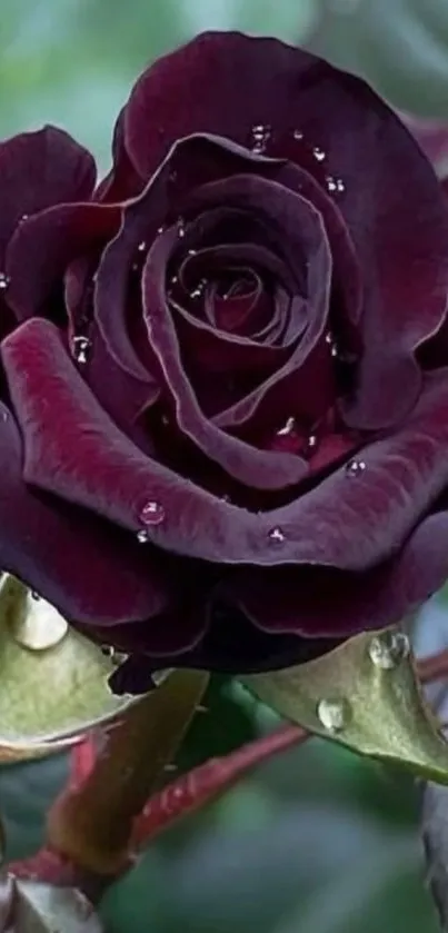 Black rose with dewdrops on petals, elegant mobile wallpaper.