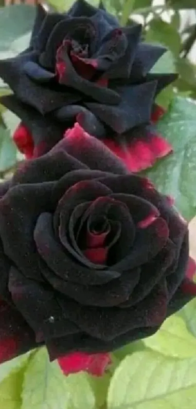 Elegant black rose with red hues and green leaves.