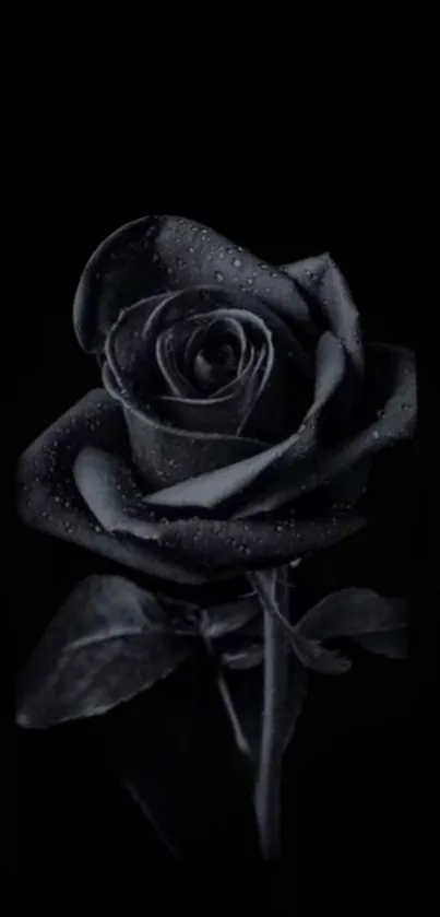 Black rose wallpaper for mobile phone with elegant dark floral design.