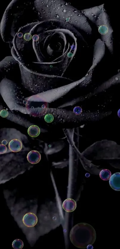 Black rose with dew drops on a dark background.