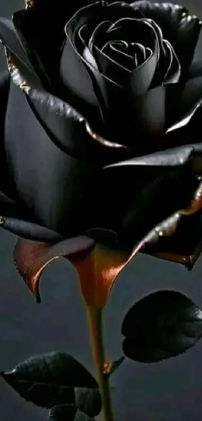 Elegant black rose with soft petals on a dark background.