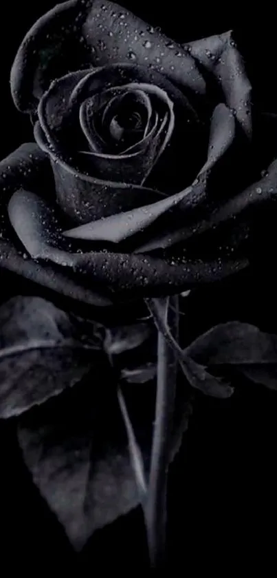 Elegant black rose with dewdrops on petals against a dark background.