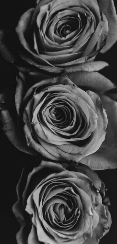 Grayscale image of elegant black roses in artistic style.