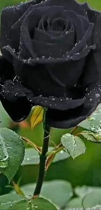 Black rose with dew against green leaves in elegant wallpaper design.