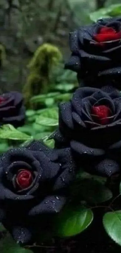 Dark black roses with vibrant green leaves in a natural setting.