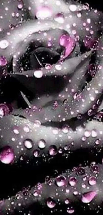 Elegant black and grey rose with dewdrops and purple highlights wallpaper.