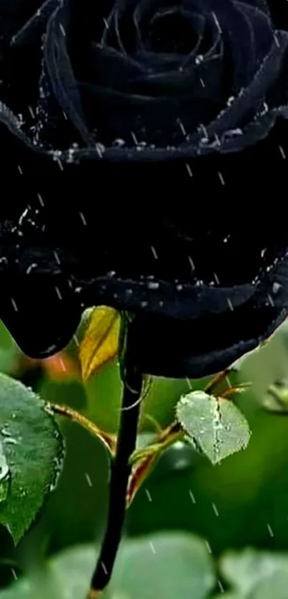 Elegant black rose with raindrops against green leaves.