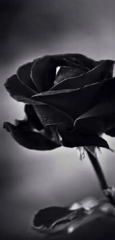 Black rose in monochrome, elegant design.