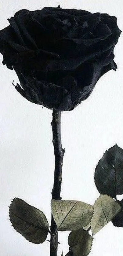 Elegant black rose against a muted background, perfect for mobile wallpaper.