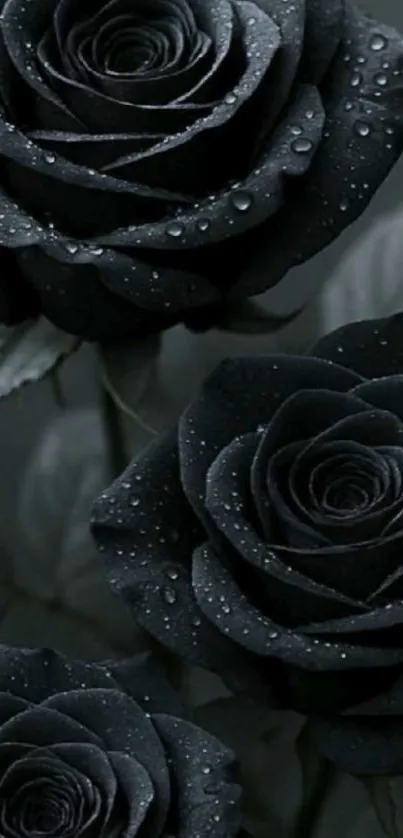 Elegant black roses with dewdrops on petals.
