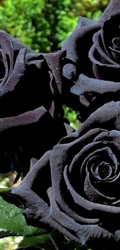 Elegant black rose bouquet with deep green leaves.