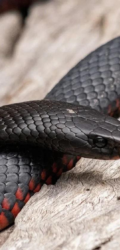 Elegant black snake with red stripes on wood background.