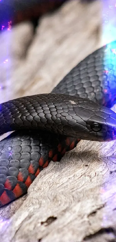 Black snake with red accents on wood background, mobile wallpaper.