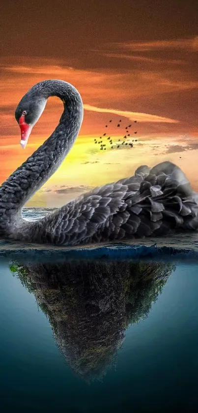 Black swan gracefully swims against a vibrant sunset backdrop.