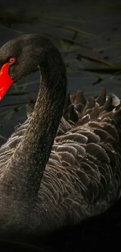 Elegant black swan with vivid red beak on dark water background.