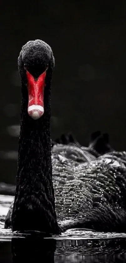 A close-up view of a black swan on dark water, showcasing its elegance and beauty.