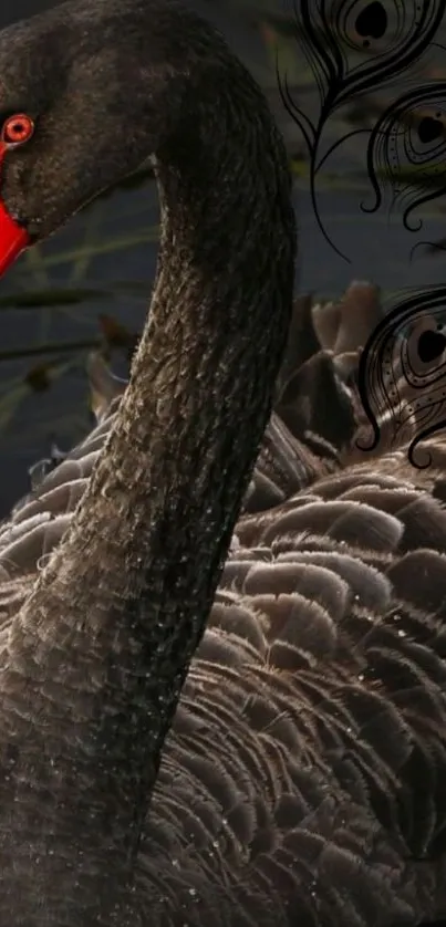 Black swan with red beak on dark water background.