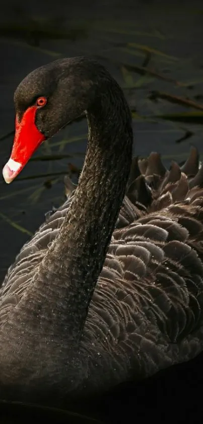 Black swan with red beak gliding on dark water.