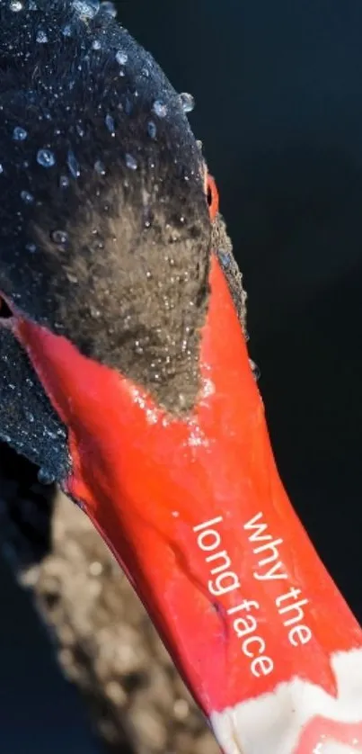 Graceful black swan with water droplets on beak.