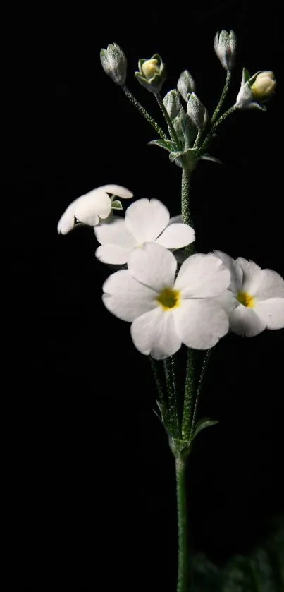 Delicate white flowers on black background.