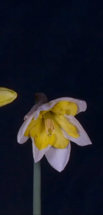 Yellow daffodil on dark background wallpaper.