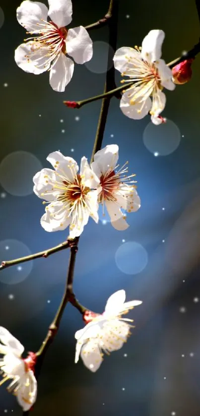 Elegant mobile wallpaper with white blossoms on a branch against a blue background.