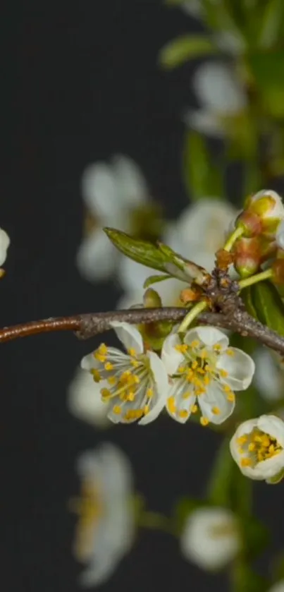 Mobile wallpaper of a branch with white blossoms.