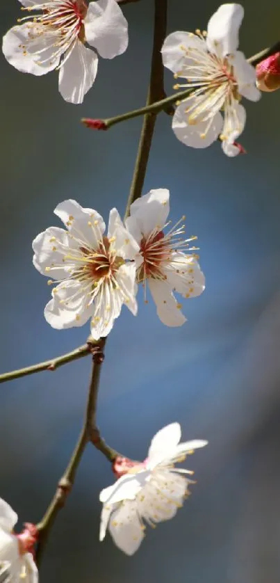 Delicate white blossoms on a branch with a blue background, exuding elegance and tranquility.