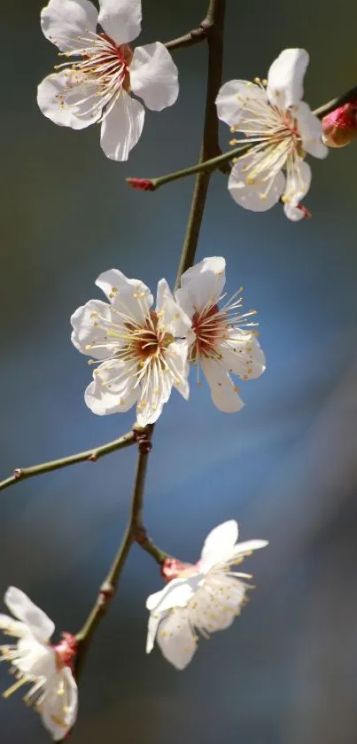 White blossoms on a branch with a blue blurred background.