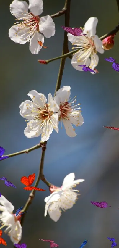 Delicate white blossoms on a dark branch, creating a serene nature scene.