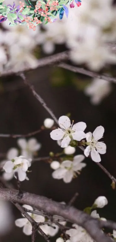 Mobile wallpaper featuring delicate white blossoms on dark branches.