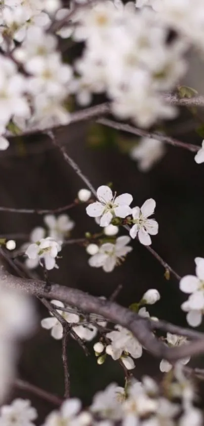 Close-up of elegant white blossoms on branches.