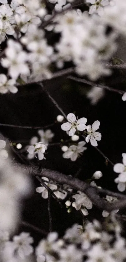 Elegant white blossom wallpaper with dark branches.