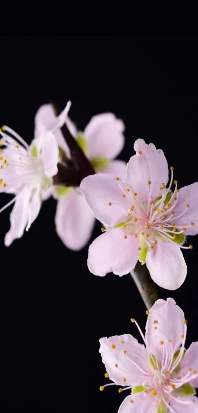 Beautiful cherry blossoms on a dark background, perfect for mobile wallpaper.