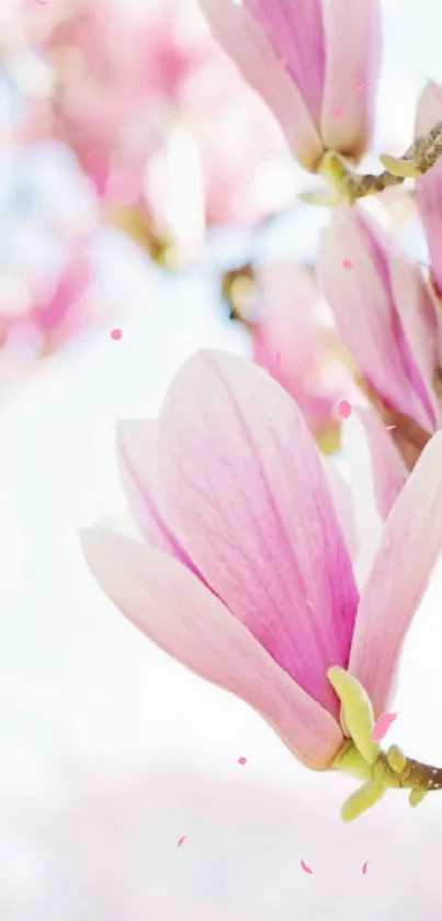 Close-up of pink magnolia blossoms in soft focus ideal for mobile wallpaper.