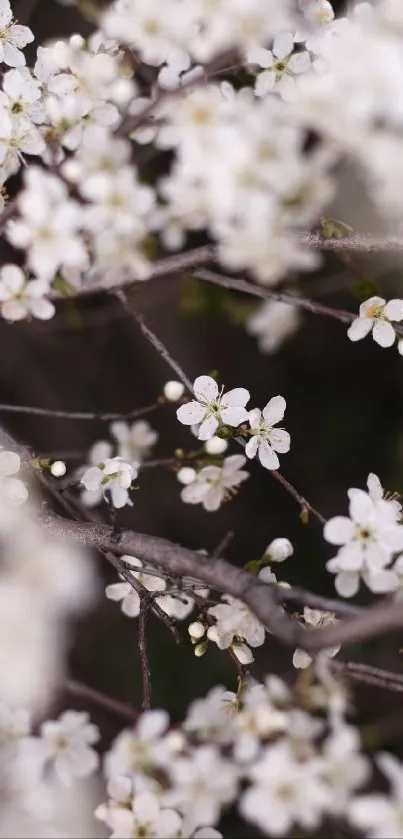 Close-up of white blossoms on branches, creating a serene mobile wallpaper.