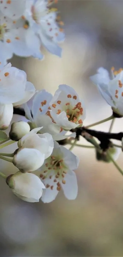 Elegant mobile wallpaper with white blossoms.