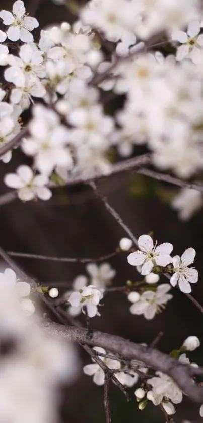 Mobile wallpaper with white blossoms on branches.