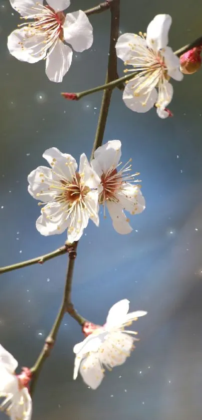 Elegant mobile wallpaper with white blossoms on a branch against a blue sky.