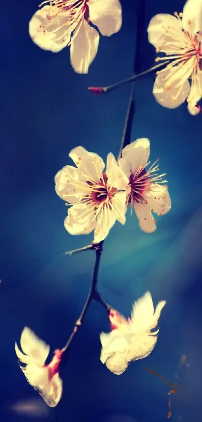 Mobile wallpaper featuring elegant blossoms on a serene blue background.