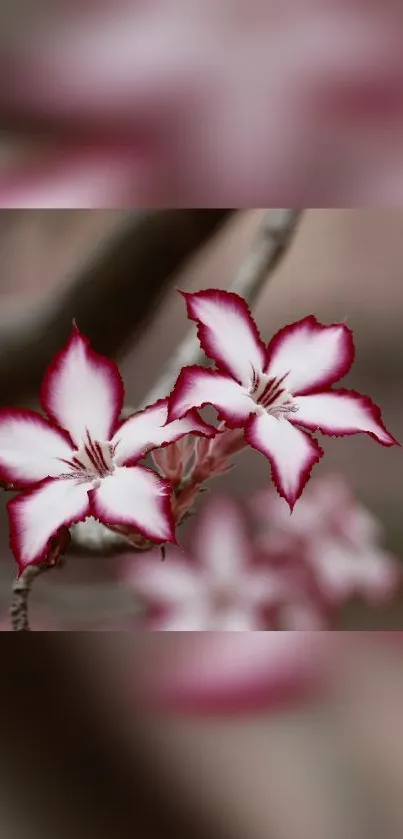 Pink and white blossoms mobile wallpaper with elegant floral design.