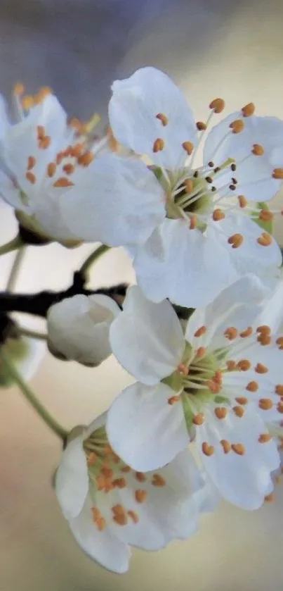 Elegant white blossoms on a branch close-up.