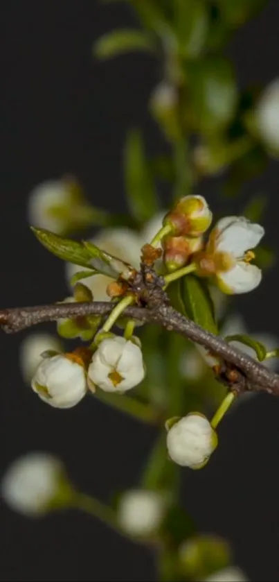 Close-up of white blossoms with dark background