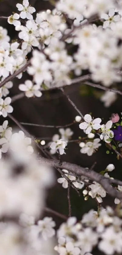 Mobile wallpaper with white spring blossoms.