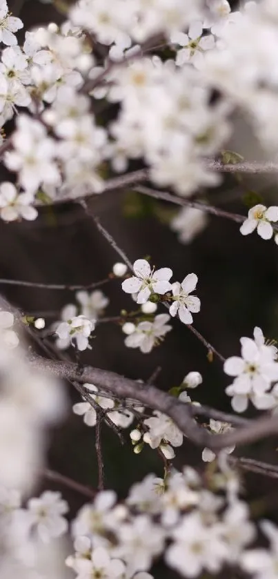 Close-up of elegant white blossoms on dark branches.