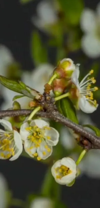 Delicate blossoms on a branch with a dark background.