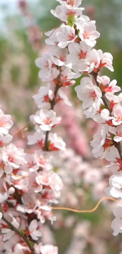 Elegant pink blossom wallpaper with green background.