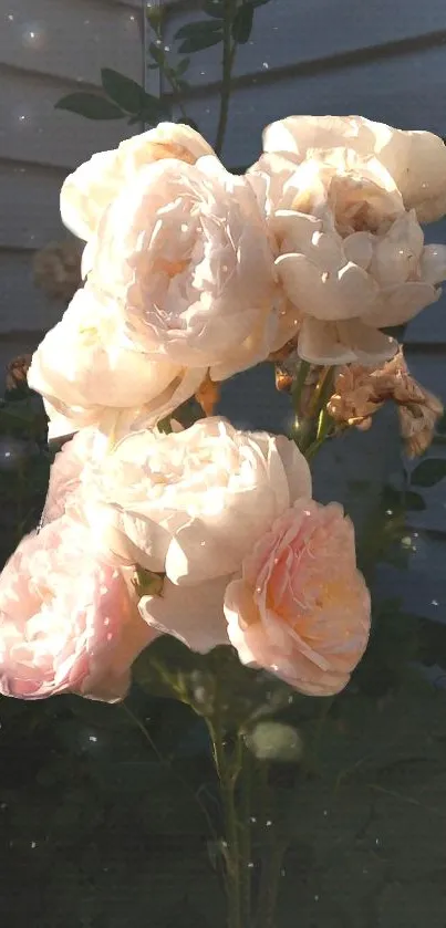 Elegant bouquet of white roses in soft sunlight, perfect as phone wallpaper.