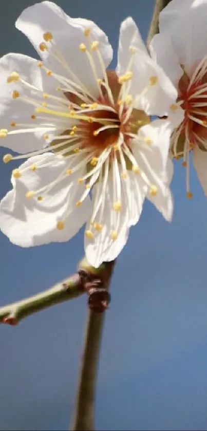 Elegant white blossom on branch with blue sky.